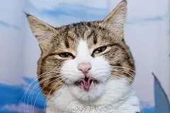 生物｜pinterest冲浪刷到的表情包大脸猫猫～！ ​​​​