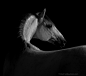 animals black and white Exhibition  horse Leica leica sl lipizzaner Manfred Baumann Pferd pferde