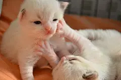 宝贝。、萝莉、正太、猫咪、可爱 萌 宝贝 宠物 猫 狗 喵 兔子 仓鼠 小动物