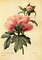 现代简约植物花卉画芯美式小清新装饰画定制无框画油画布打印画芯-淘宝网