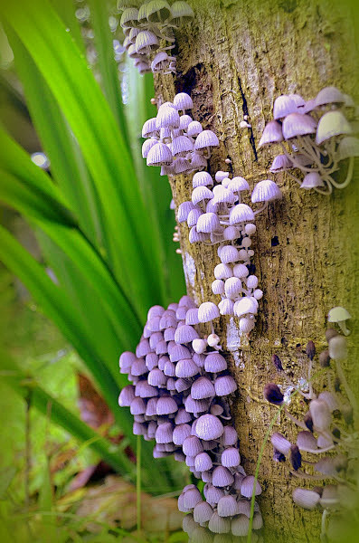 Mushroom : Small spe...