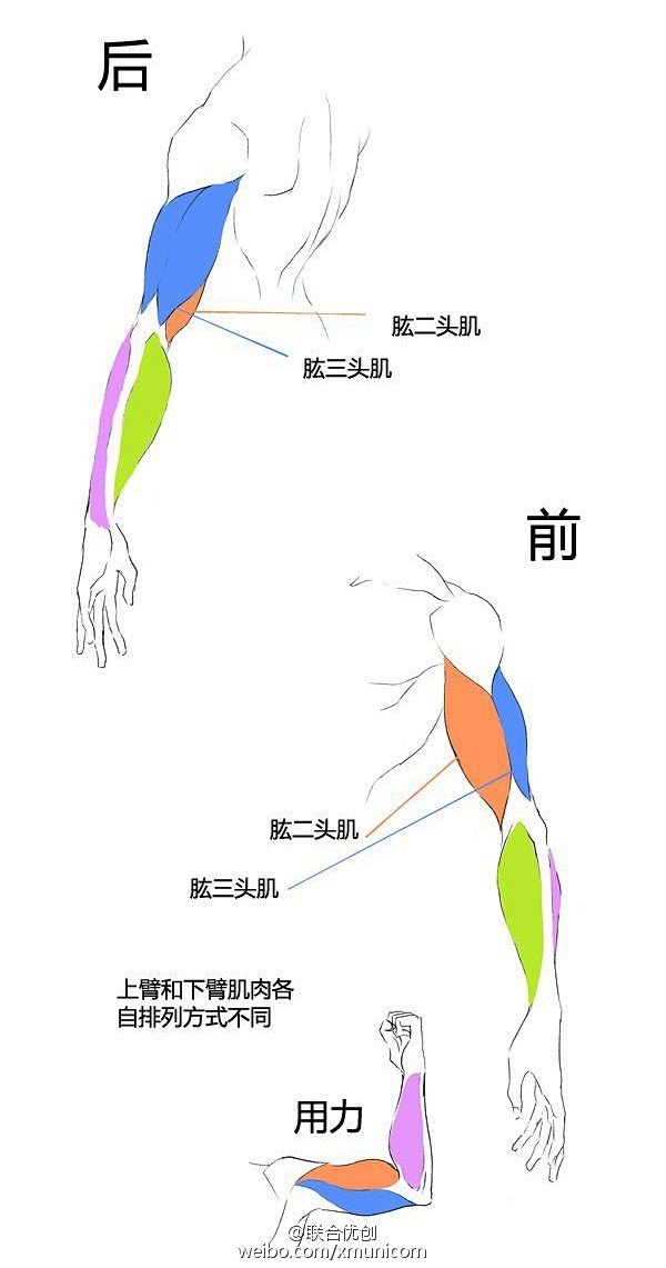 #优动漫好料推荐# 【画法教程】人体肌肉...