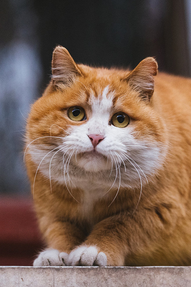 故宫的猫 橘猫 帕帕