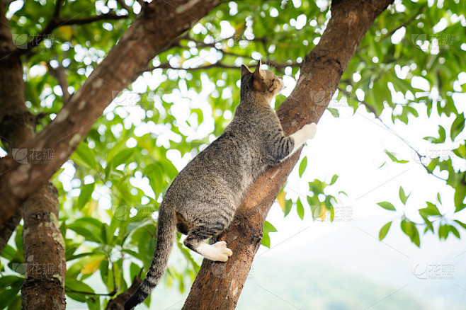 这只猫正在爬树。