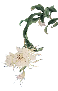 中式工笔画花卉牡丹梅花元素