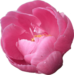 ‐わ泡沫采集到花