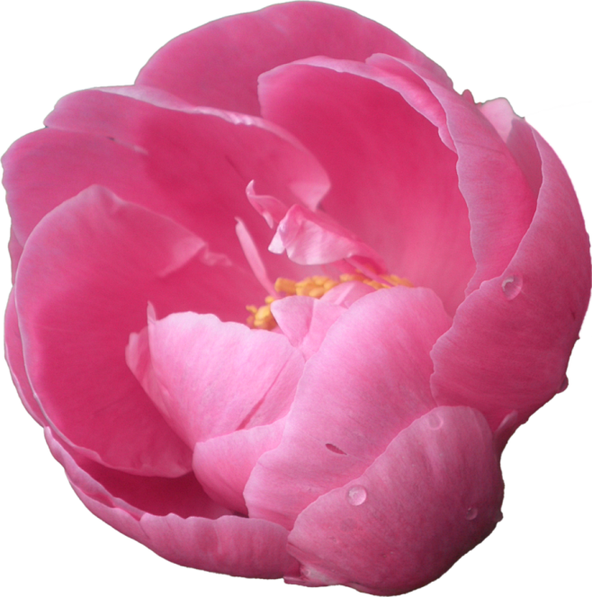 Flower .PNGs : Flowe...