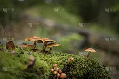生长在森林苔藓上的蘑菇科