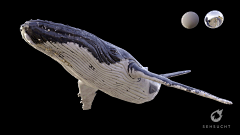 籽籽鱼采集到动物模型