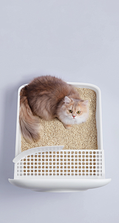 桃桃03采集到猫砂盆