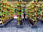 The Babylon Urban Garden Made Out of Bamboo VegetablesVertical garden