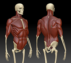 CG织梦网采集到人体解剖