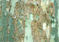 树皮肌理-树干上脱落的褐色树皮底纹图片设计