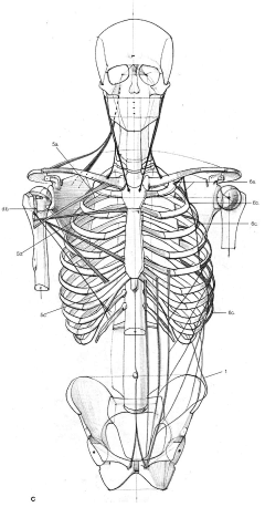 黑夜中的芒曜采集到skeleton (骨頭)