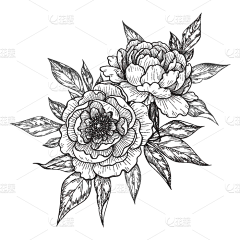 执笔绘佳人采集到线稿-黑白速写-插画花卉