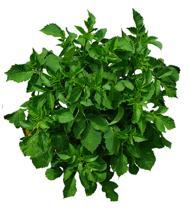 Shrub 02 PNG.. by Al...