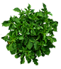 Shrub 02 PNG.. by AledJonesDigitalArt
