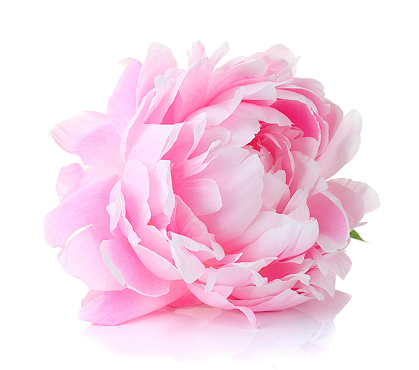 牡丹花