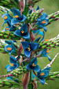 皇后普亚凤梨  Puya berteroniana：凤梨属植物，原产于南美洲安第斯山脉中部和美国南部的陆生植物。