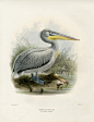 1871年出版的欧洲禽鸟纪实绘本