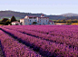 【迷一样的紫，美得震撼】世界上最美的六大薰衣草花海，或许就在你身边
