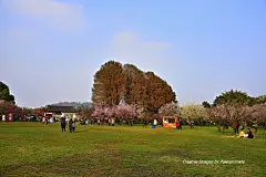 武昌梅园赏梅_风景_POCO摄影,迟日江山丽,春风花草香,披一袭烟雨,走一程梅海