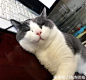 主人想用鼠标没想到猫咪就这样做！喵，快来撩我啊…哈哈笑喷_【快资讯】 _猫漫画采下来 #率叶插件，让花瓣网更好用#