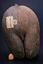 真正的海底椰，雌果。棕榈科，只长在非洲的塞舌耳群岛，果实生长缓慢，十几年才长一个，通常分为雌雄两颗，也叫双椰Double coconut。