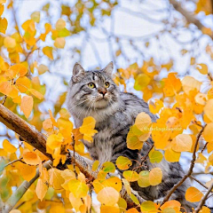 白竹延采集到猫