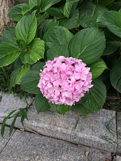 我真的很不高兴采集到那些花