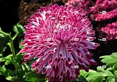 菊花 美丽的花朵 花朵 花壁纸 花园 植物 秋天 宏 美丽的