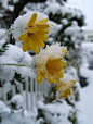 雪寂花枝