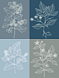 Herbs Embroidery Pattern