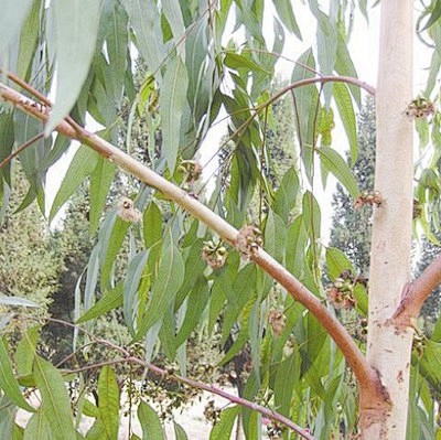 新鲜草药野生现采桉树叶桉树枝灰杨柳玉树小球灰叶桉顺丰500克淘宝网