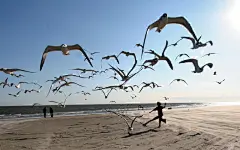 大海边自由翱翔的海鸥壁纸桌面壁纸4