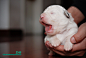 幼犬