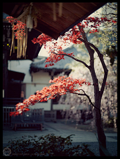 淡看叶落采集到美景