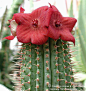 多姿多彩的Hoodia,萝藦科丽杯角属~