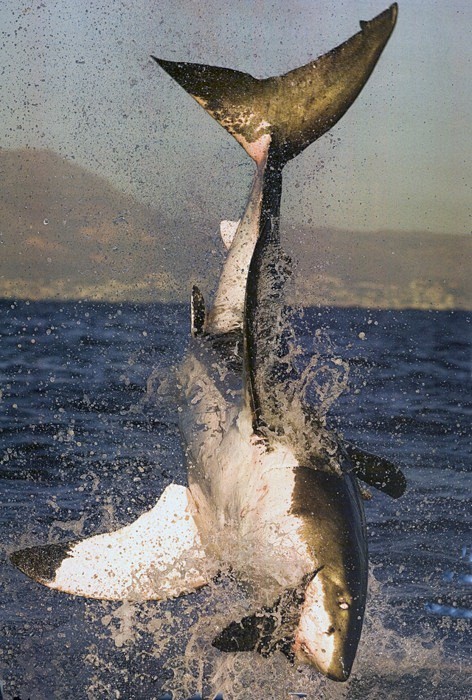 大白鲨