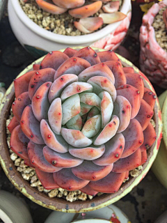 花畔花禮采集到木浔多肉萌物馆  微信 1084310517