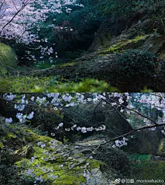 #最美樱花季##无锡鼋头渚樱花节# 在拍cos的间隙踩点拍摄几张，作为场景参考。无锡鼋头渚绝妙之处在于得天独厚的地理位置，位于太湖和蠡湖之间。如果去的够早，凌晨时分这里带着天然雾气，整个樱花谷仿佛仙境一般。@新浪无锡旅游 ​​​​