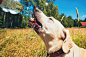 Thirsty dog in summer day by Jaromír Chalabala on 500px