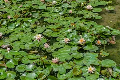 美丽的粉红色睡莲在池塘里绽放