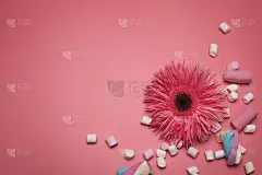 花朵和棉花糖在粉红色的背景，与自由空间的文字。