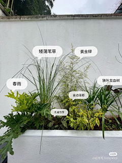 别墅花园设计师采集到植物