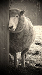 "Sheepish" by Karena Goldfinch