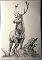 狮鸢SONNY  的插画 DEER