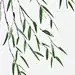 清明节风中的柳叶高清素材 元素 页面网页 平面电商 创意素材 png素材