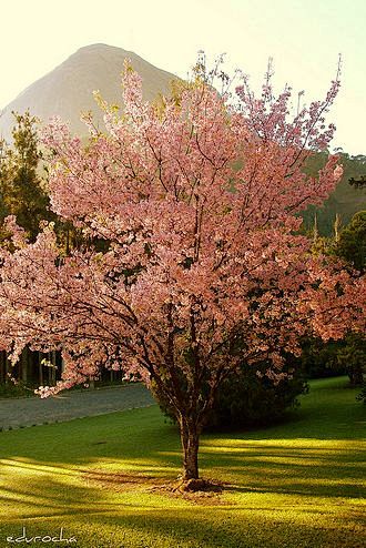 Flowering Tree Ident...