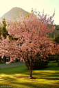 Flowering Tree Identification | Tree Identification: 